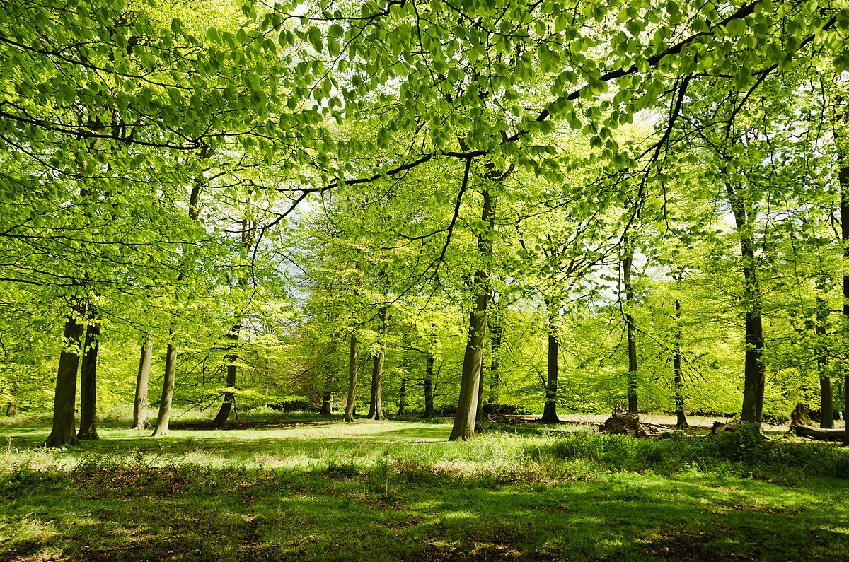 1200px-england_-_english_summer_woods_(7183006498)